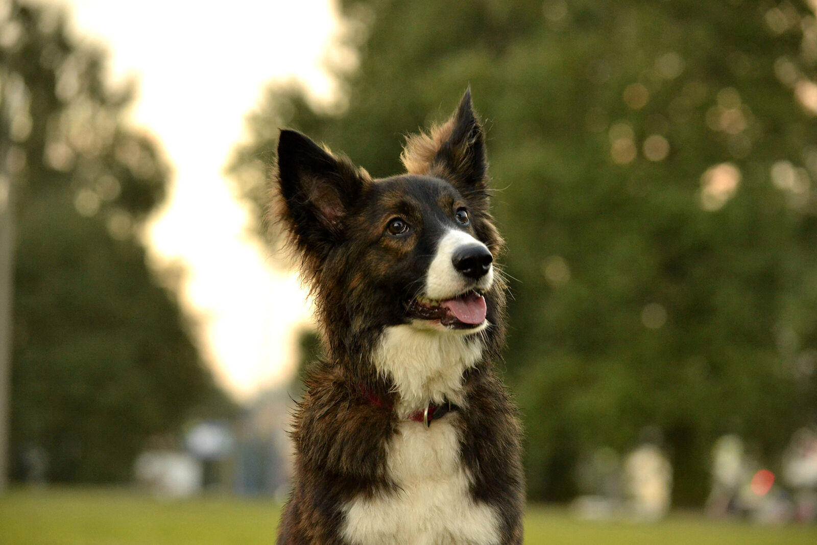 Dog